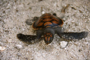 baby turtle in texas