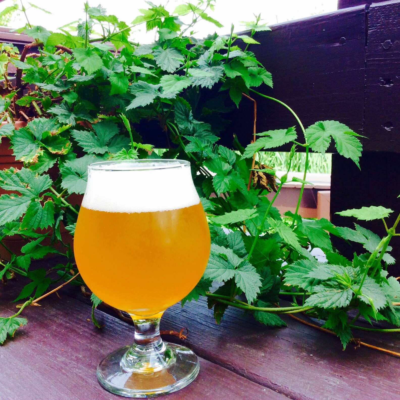 The Best Spring Beers in Boston Thrillist