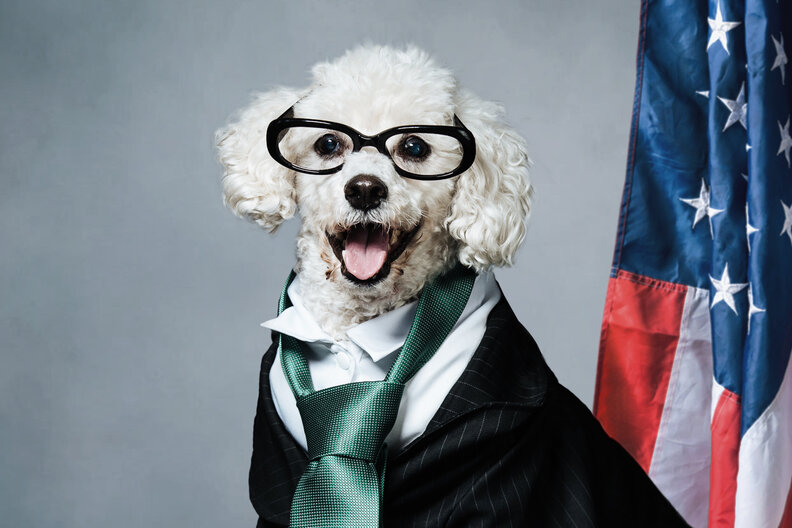Dogs Dressed as Presidential Candidates - Thrillist