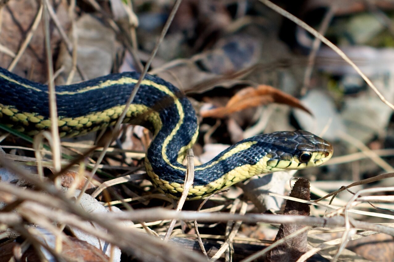 garter snake, snake, little snake