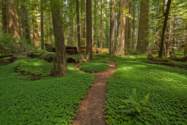 redwood forest california