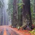 redwood forest california