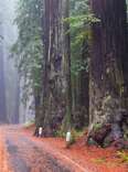 redwood forest california