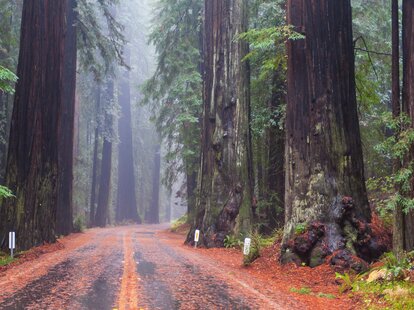 redwood forest california