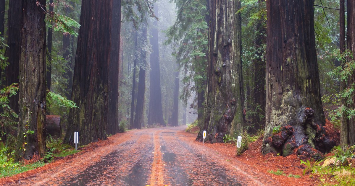 california forests redwood places forest redwoods national earth parks park shutterstock die before scenic travel thrillist were trees visit mountain