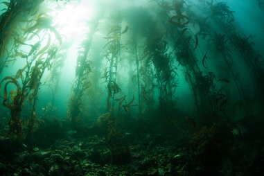 kely forest under sea california