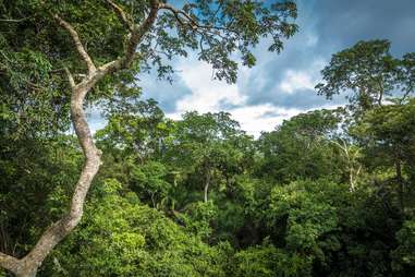 amazon rainforest brazil