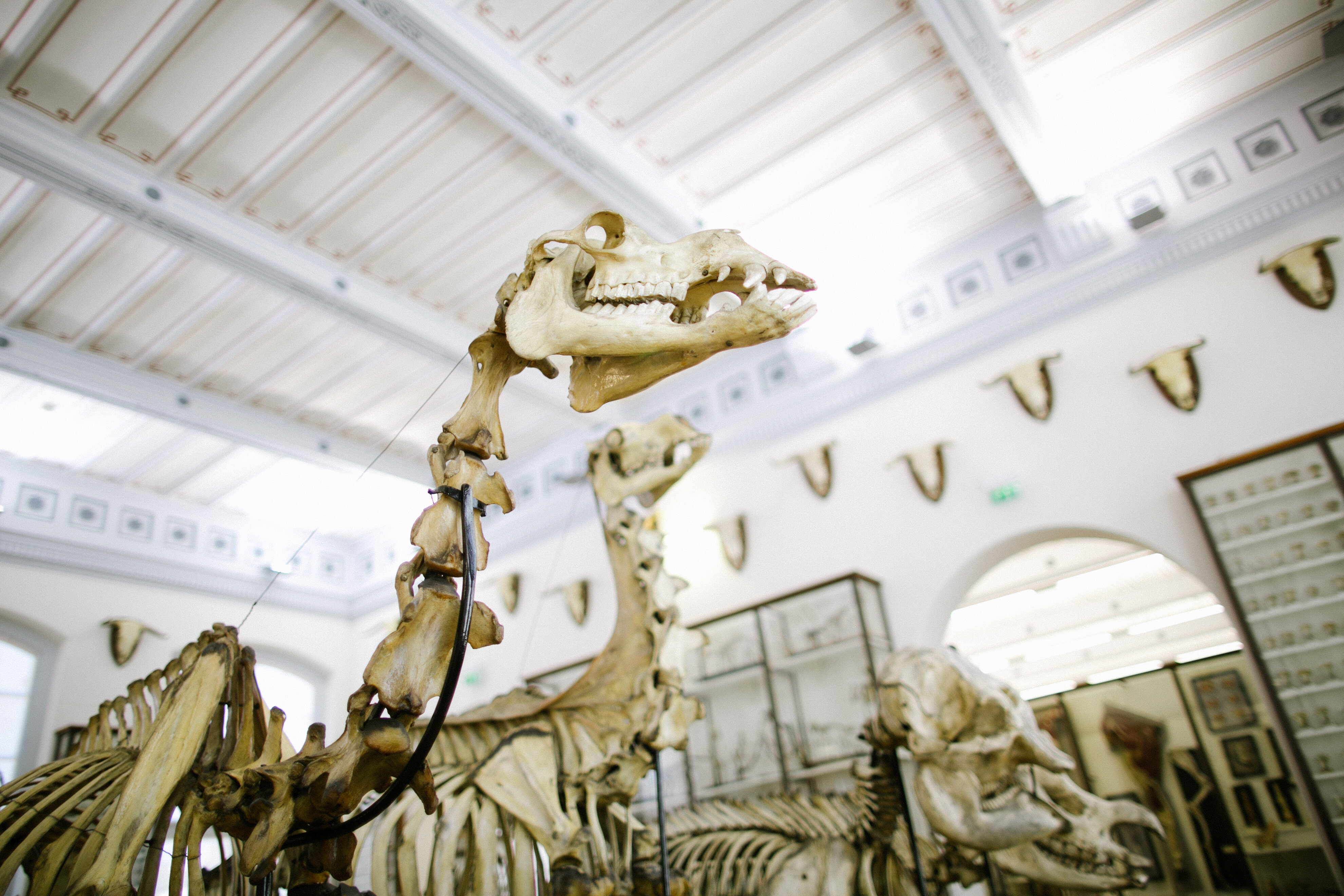 musée Fragonard à l’école vétérinaire in paris