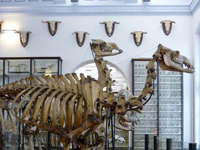 Musee Fragonard Ecole National Veterinaire d'Alfort skeleton