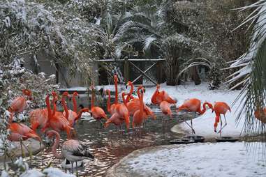 Flamingos at Riverbanks Zoo Columbia SC