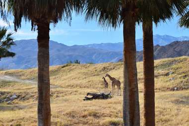 Living Desert Palm Springs