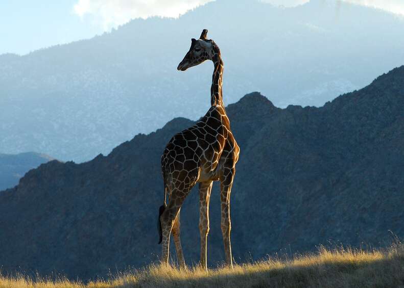 Crisis at legendary zoo set up over 60 years ago after it's