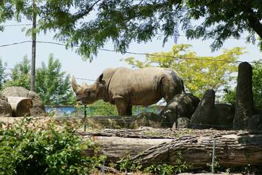 Whire Rhino at Toledo Zoo