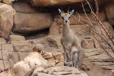 Henry Doorly Zoo and Aquarium Omaha NE