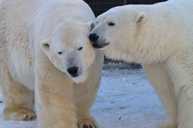 Polar Bears at Alaska Zoo