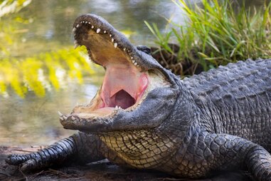 Alligator feeding at Brevard Zoo