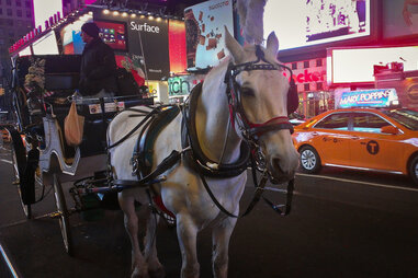 White horse in Times Square