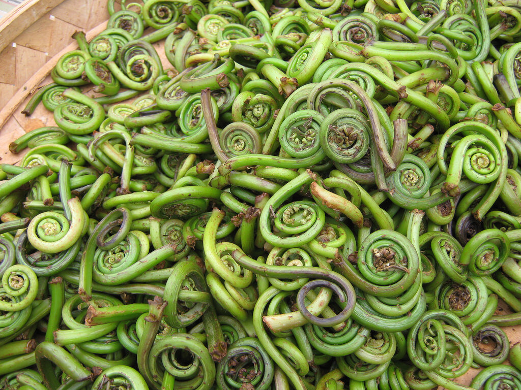 fiddlehead ferns, fresh fiddleheads