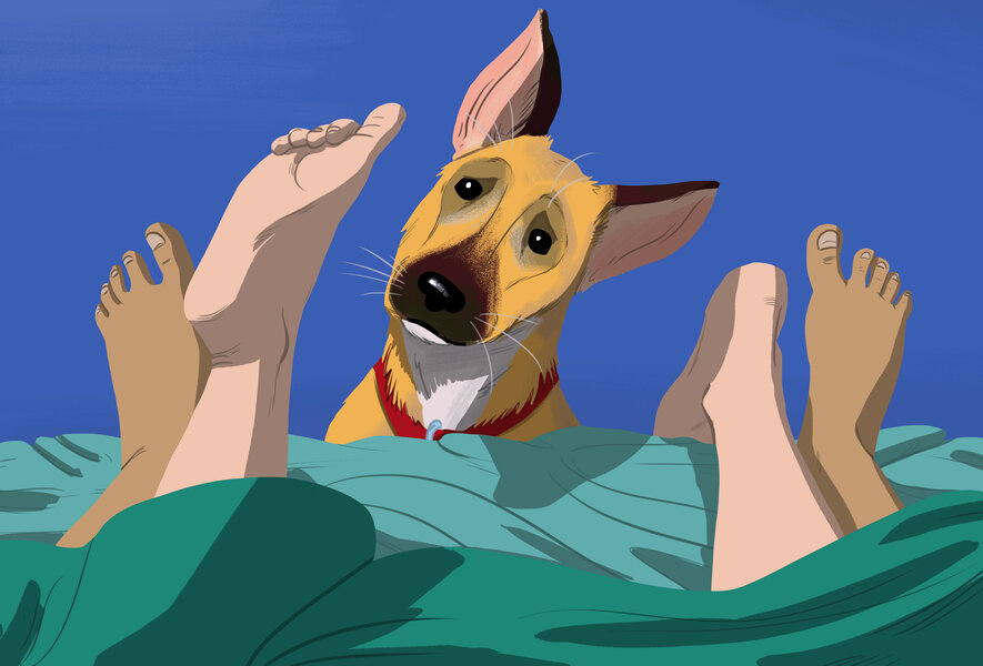 Animated Dog Sex Porn - Is It OK to Have Sex in Front of Your Dog? - Thrillist