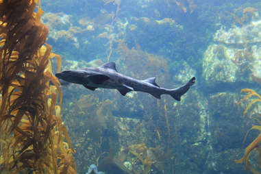 Leopard shark