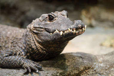 Toothy crocodile from the seine