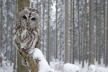 Snow owl