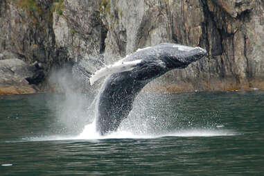 Farallon Islands Whale Watching