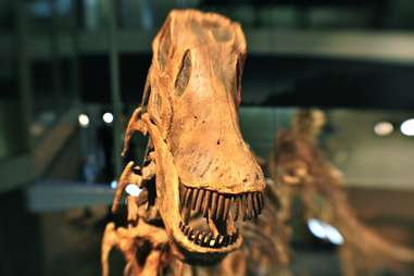dinosaur melbourne museum