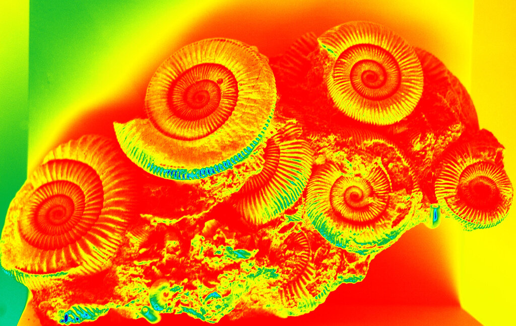 fibonacci shells, neon