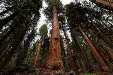 Redwood National Forest