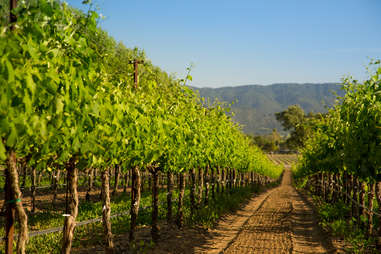 vineyard in Santa Barbara