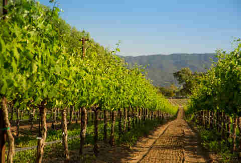 vineyard in Santa Barbara