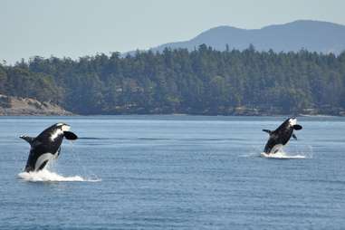 Orcas Island