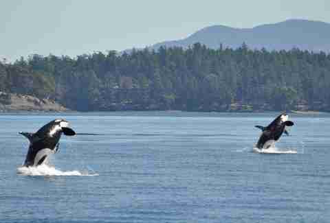 Orcas Island