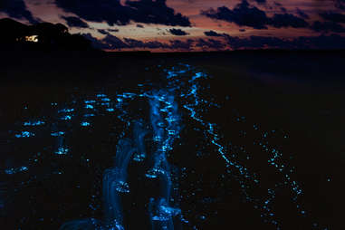Bioluminescent Bay in Puerto Rico