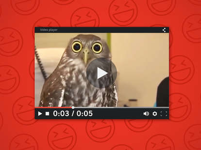 calm owl youtube video