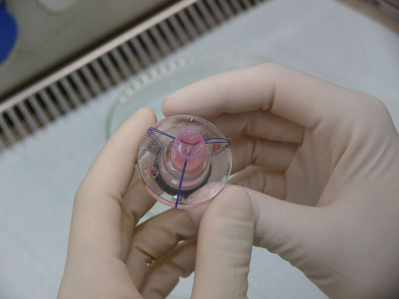 grown human heart tissue