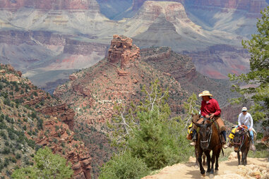 Grand Canyon mule hike