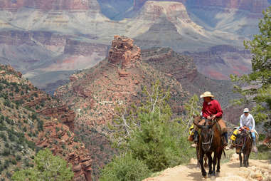 Grand Canyon mule hike