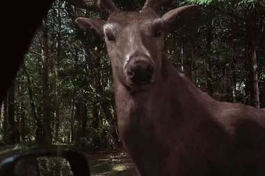 The Ring Two, Deer, CGI Animals