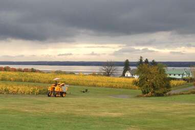 Fox Run Vineyards