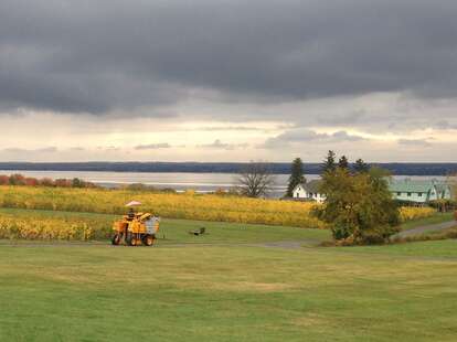 FOX RUN VINEYARDS