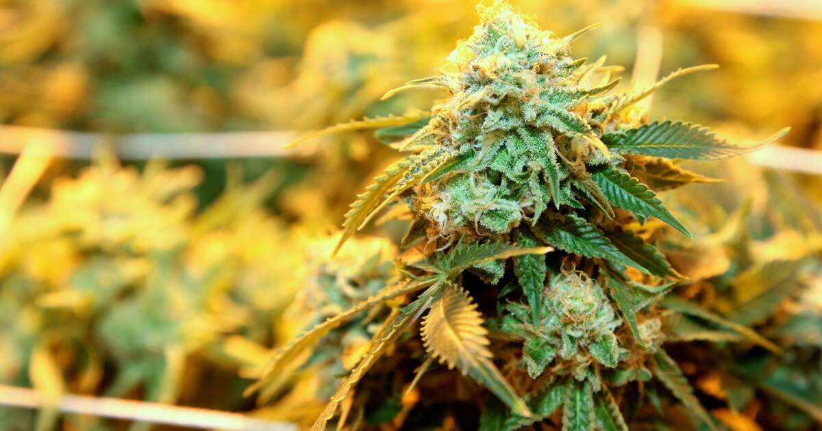 Best Dispensaries Weed Denver Thrillist