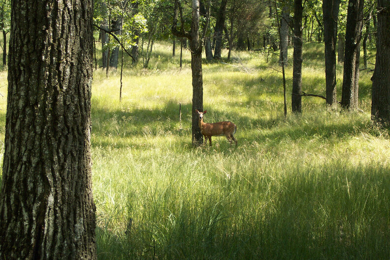 the pinery provincial park