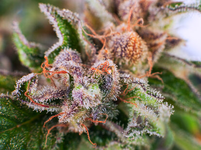 cannabis bud