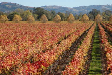 sebastopol vineyard