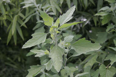 lambsquarters