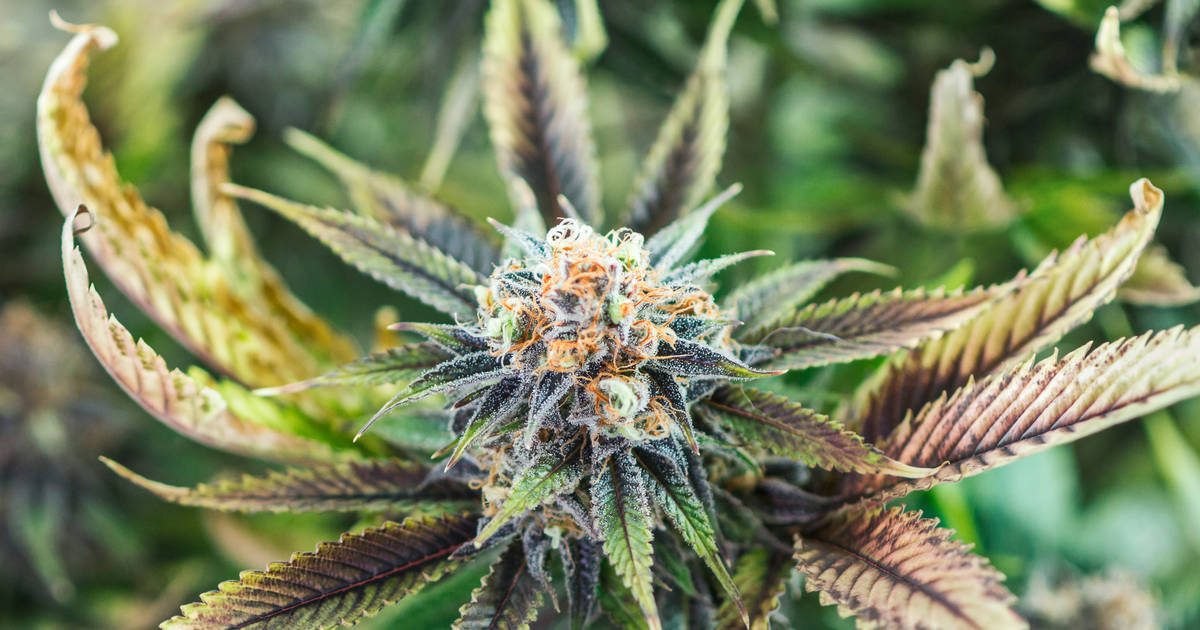 Trending Cannabis Strains – Every State's Next Big Weed Strain - Thrillist