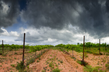 texas vineyard