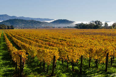 Napa Valley, CA vineyard